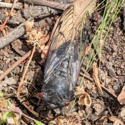 Psaltoda moerens (Redeye cicada) at Hughes, ACT - 21 Nov 2020 by JackyF