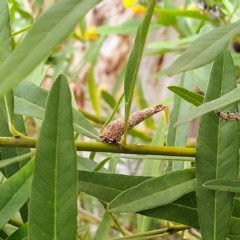 Lepidoscia (genus) IMMATURE (Unidentified Cone Case Moth larva, pupa, or case) at Acton, ACT - 21 Nov 2020 by Angus44