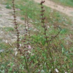 Rumex brownii (Slender Dock) at Hughes, ACT - 22 Nov 2020 by JackyF