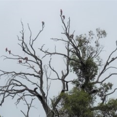 Eolophus roseicapilla (Galah) at Red Hill to Yarralumla Creek - 22 Nov 2020 by JackyF