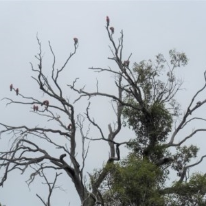 Eolophus roseicapilla at Hughes, ACT - 22 Nov 2020