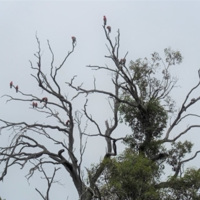 Eolophus roseicapilla (Galah) at Hughes Grassy Woodland - 21 Nov 2020 by JackyF