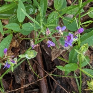 Glycine tabacina at Deakin, ACT - 22 Nov 2020