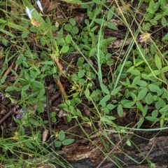 Glycine tabacina at Deakin, ACT - 22 Nov 2020 02:06 AM