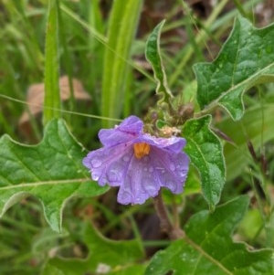 Solanum cinereum at Deakin, ACT - 22 Nov 2020 02:07 AM