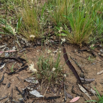 Rytidosperma sp. (Wallaby Grass) at Deakin, ACT - 21 Nov 2020 by JackyF