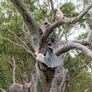 Cacatua galerita at Hughes, ACT - 21 Nov 2020