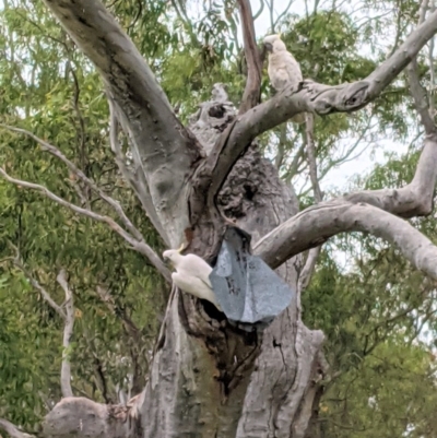 Cacatua galerita (Sulphur-crested Cockatoo) at Hughes Grassy Woodland - 21 Nov 2020 by JackyF
