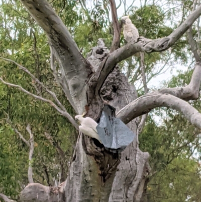 Cacatua galerita (Sulphur-crested Cockatoo) at Hughes, ACT - 21 Nov 2020 by JackyF