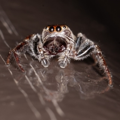 Opisthoncus sp. (genus) (Unidentified Opisthoncus jumping spider) at Acton, ACT - 20 Nov 2020 by rawshorty