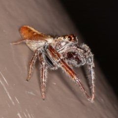 Opisthoncus sp. (genus) at Acton, ACT - 20 Nov 2020 11:05 PM