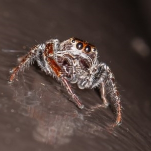 Opisthoncus sp. (genus) at Acton, ACT - 20 Nov 2020 11:05 PM