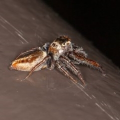 Opisthoncus sp. (genus) at Acton, ACT - 20 Nov 2020