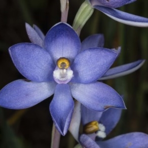 Thelymitra sp. (nuda complex) at Kaleen, ACT - 10 Nov 2020