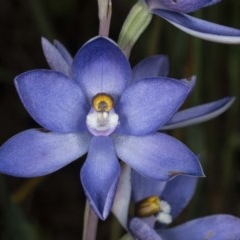 Thelymitra sp. (nuda complex) (Sun Orchid) at Kaleen, ACT - 9 Nov 2020 by DerekC