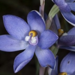 Thelymitra sp. (nuda complex) at Kaleen, ACT - 10 Nov 2020