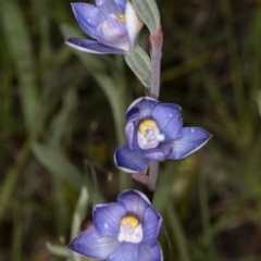 Thelymitra pauciflora (Slender Sun Orchid) at Gungaderra Grasslands - 9 Nov 2020 by DerekC