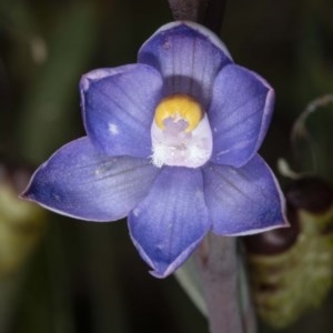 Thelymitra pauciflora at Kaleen, ACT - suppressed