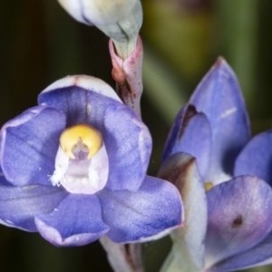 Thelymitra pauciflora at Kaleen, ACT - suppressed