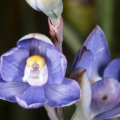 Thelymitra pauciflora at Kaleen, ACT - 10 Nov 2020