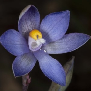 Thelymitra sp. (nuda complex) at Kaleen, ACT - 10 Nov 2020