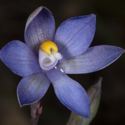 Thelymitra sp. (nuda complex) (Sun Orchid) at Kaleen, ACT - 9 Nov 2020 by DerekC