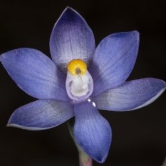 Thelymitra sp. (nuda complex) at Kaleen, ACT - 10 Nov 2020