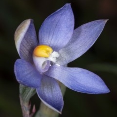 Thelymitra sp. (nuda complex) at Kaleen, ACT - 10 Nov 2020