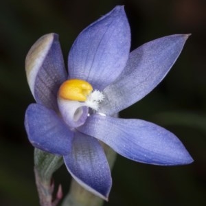 Thelymitra sp. (nuda complex) at Kaleen, ACT - 10 Nov 2020