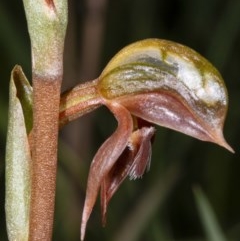 Oligochaetochilus squamatus (Southern Rustyhood) at Rendezvous Creek, ACT - 21 Nov 2020 by DerekC