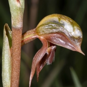 Oligochaetochilus squamatus at Rendezvous Creek, ACT - 21 Nov 2020