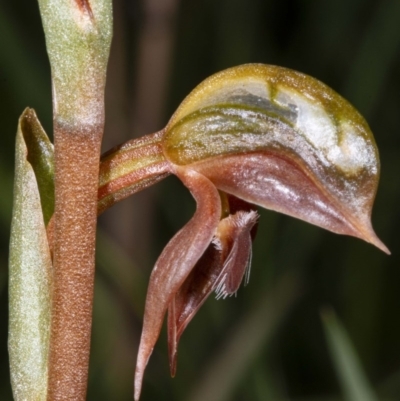 Oligochaetochilus squamatus (Southern Rustyhood) at Rendezvous Creek, ACT - 20 Nov 2020 by DerekC