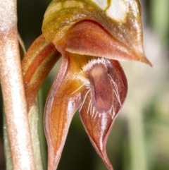 Oligochaetochilus squamatus at Rendezvous Creek, ACT - 21 Nov 2020