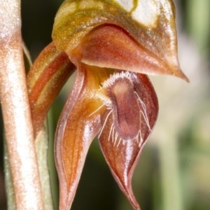 Oligochaetochilus squamatus at Rendezvous Creek, ACT - 21 Nov 2020