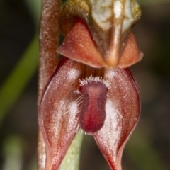 Oligochaetochilus squamatus at Rendezvous Creek, ACT - suppressed