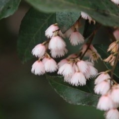 Elaeocarpus reticulatus (Blueberry Ash, Fairy Petticoats) at Moruya, NSW - 21 Nov 2020 by LisaH