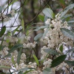 Elaeocarpus reticulatus at Moruya, NSW - suppressed