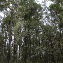 Elaeocarpus reticulatus at Moruya, NSW - suppressed