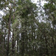 Elaeocarpus reticulatus at Moruya, NSW - 21 Nov 2020