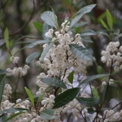 Elaeocarpus reticulatus at Moruya, NSW - suppressed