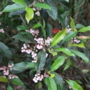 Elaeocarpus reticulatus at Moruya, NSW - suppressed