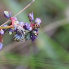 Unidentified Other Wildflower or Herb at Broulee Moruya Nature Observation Area - 21 Nov 2020 by LisaH