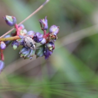 Unverified Other Wildflower or Herb by LisaH