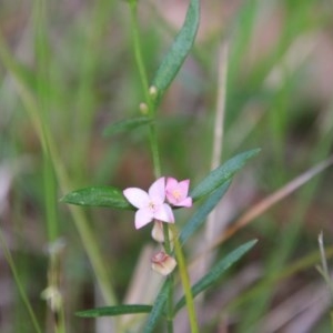 Boronia polygalifolia at Moruya, NSW - 21 Nov 2020