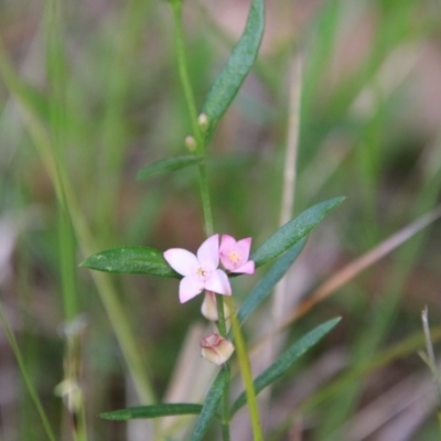 Boronia polygalifolia (Dwarf Boronia) at Broulee Moruya Nature Observation Area - 21 Nov 2020 by LisaH