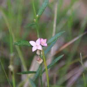 Boronia polygalifolia at Moruya, NSW - 21 Nov 2020