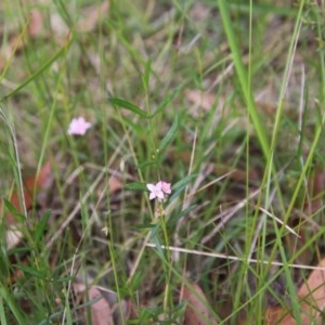 Boronia polygalifolia at Moruya, NSW - 21 Nov 2020
