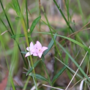 Boronia polygalifolia at Moruya, NSW - 21 Nov 2020