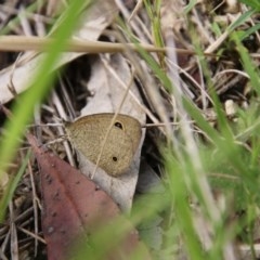 Ypthima arctous (Dusky Knight) at Broulee Moruya Nature Observation Area - 21 Nov 2020 by LisaH