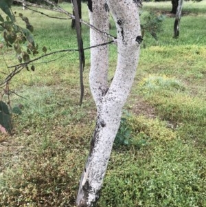 Eriococcidae sp. on Eucalyptus blakelyi at Hackett, ACT - 22 Nov 2020